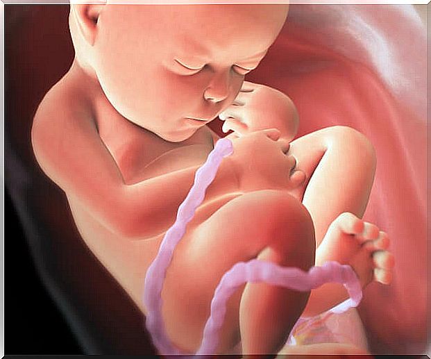 Fetus in the mother's womb