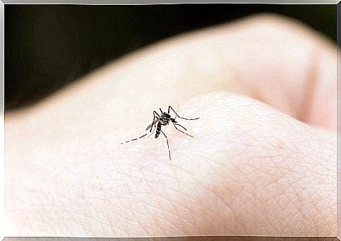 Mosquito on a hand